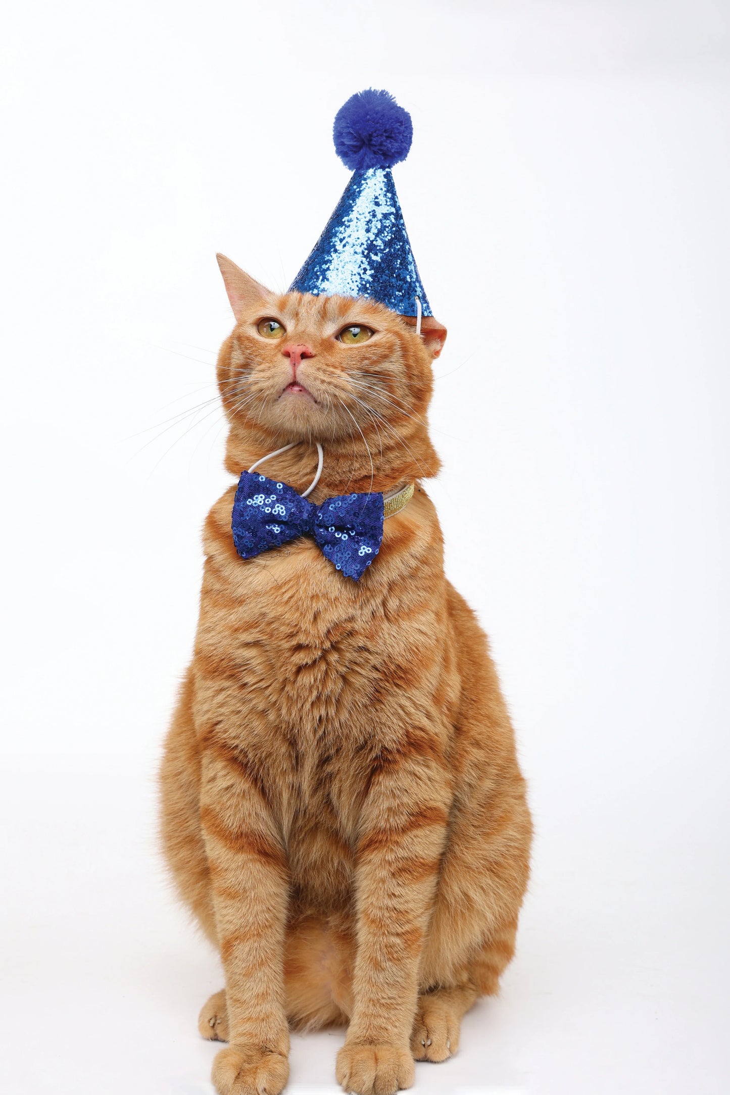 Accesorio Para Gato M-Pets Party Time Set Gentleman