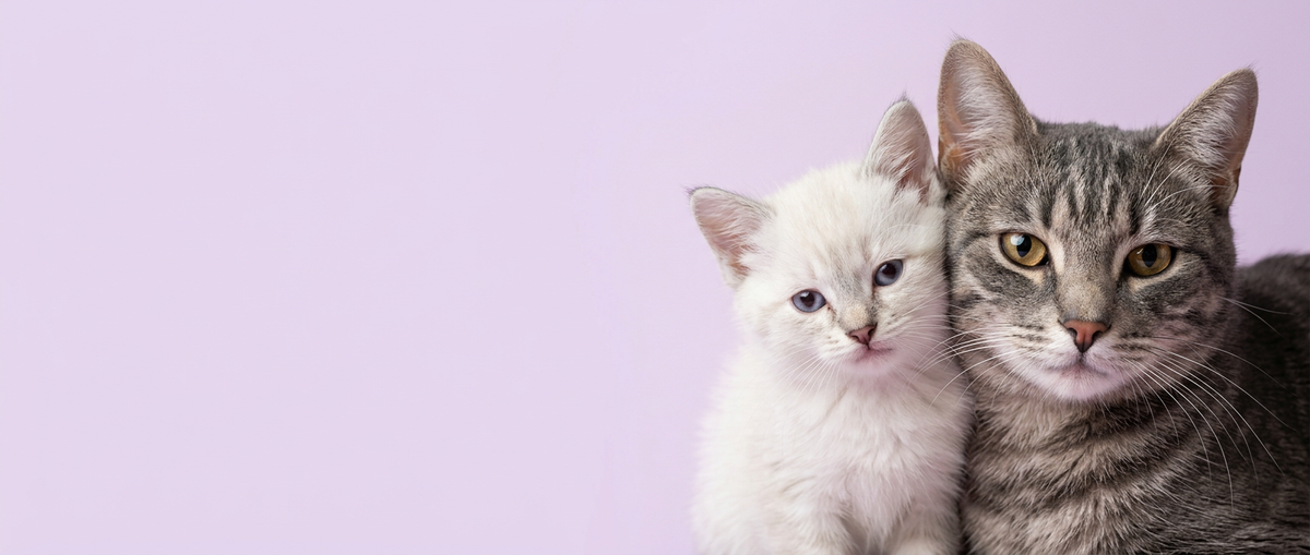 Alimento para gato
