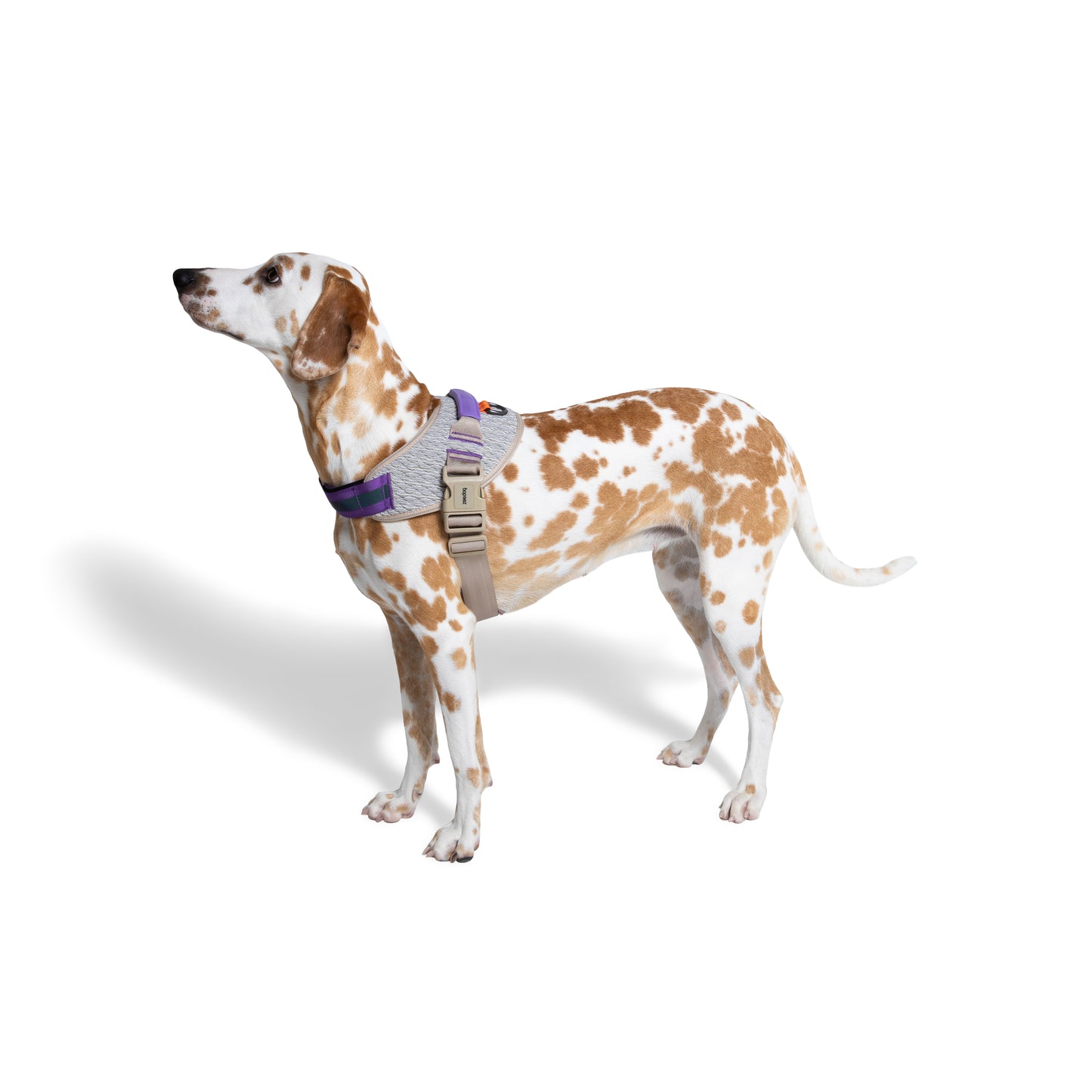 Arnes Para Perro Zeedog Acg Fly