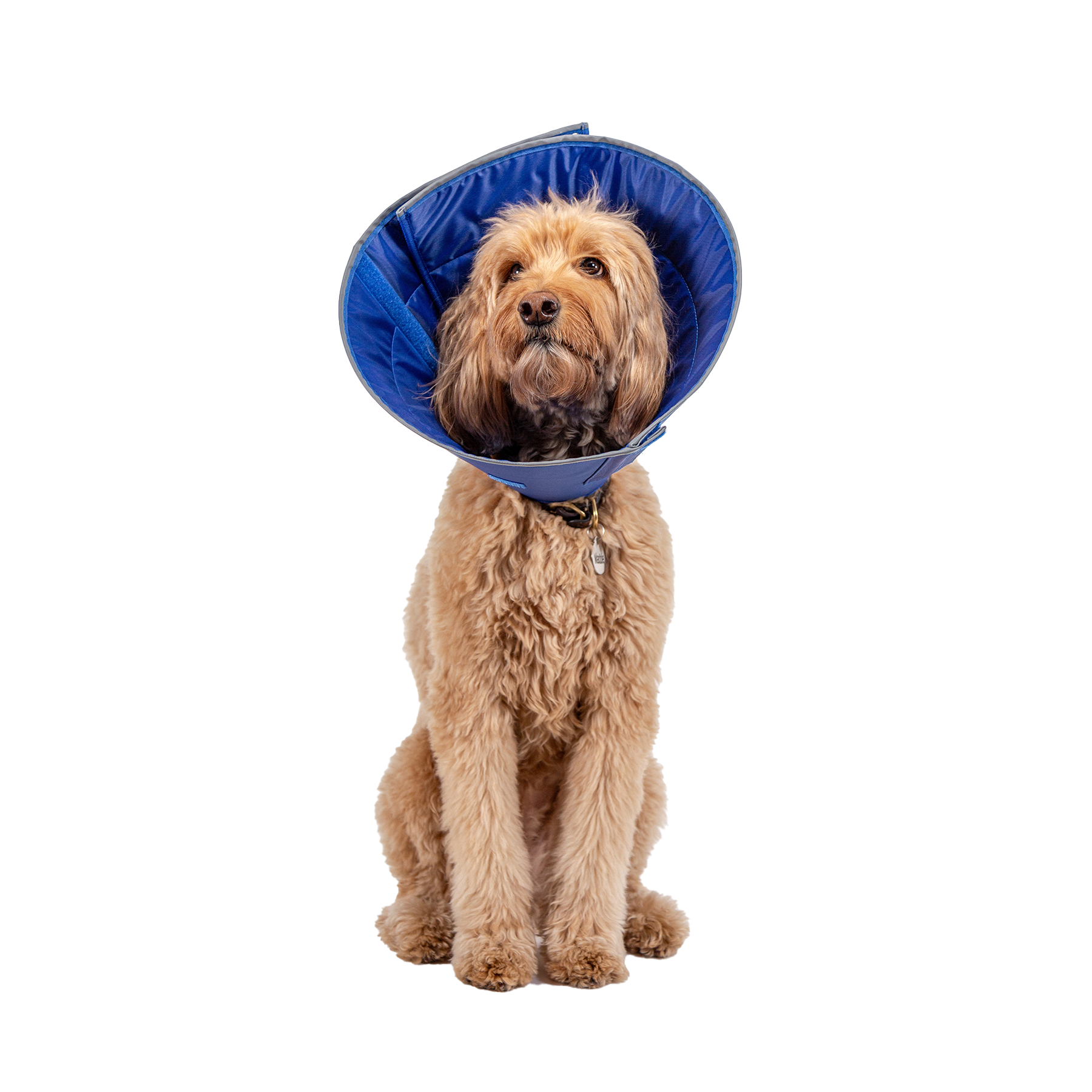 Collar Isabelino Para Perro Calm Paws Con Disco Calmante – Arca de Noe