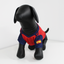 Camisola para Perro Mundial 2026 España