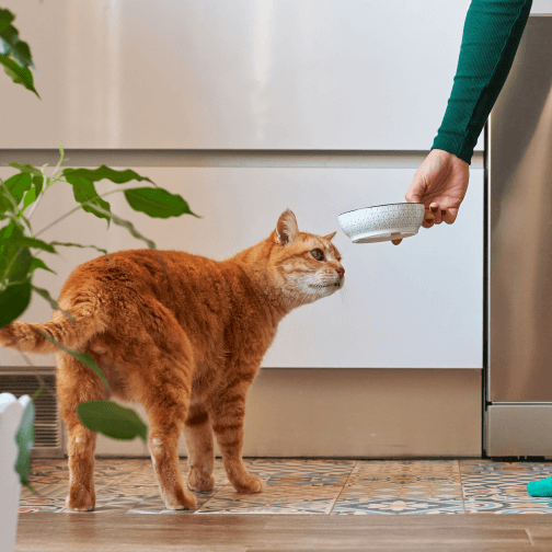 equipo de trabajo de Arca de Noé