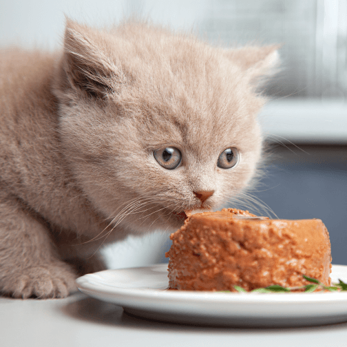 Perro junto a regalo