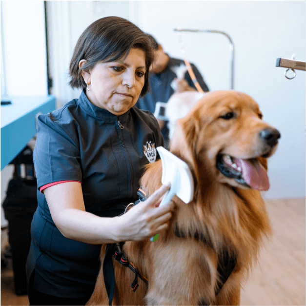 Grooming Arca de Noé