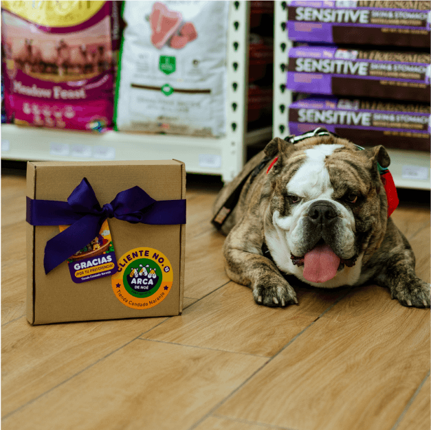 Perro junto a regalo