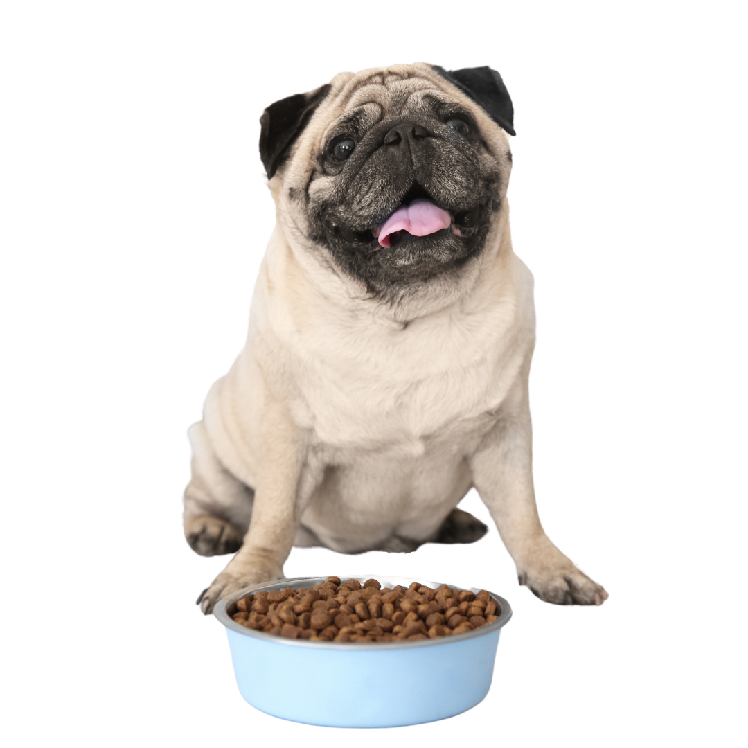 Perro con bowl de comida