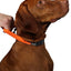 Penn Plax Bungee Collar