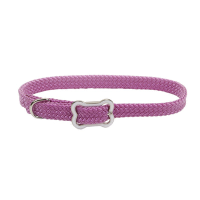Collar Coastal Sunburst Orchid