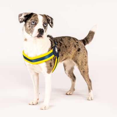 Arnés Max and Molly Amarillo